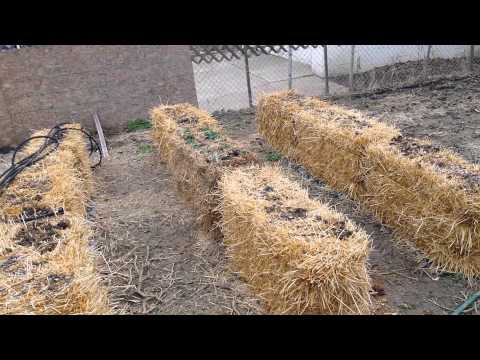 Straw Bale Day 8 004