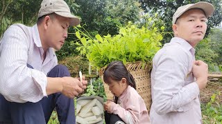 Picking specialty vegetables to sell, please send the girl to school | DH Building New Life