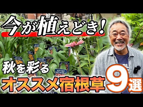 園芸 ニューイングランド フォール アスター