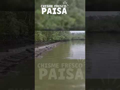 Frenan millonario saqueo ambiental en el Chocó.