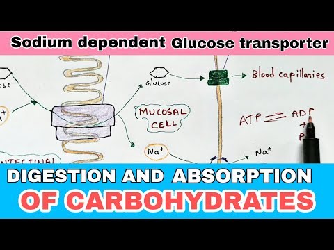 Typhoid fever Salmonella typhi Causes symptoms diagnosis treatment Bio science