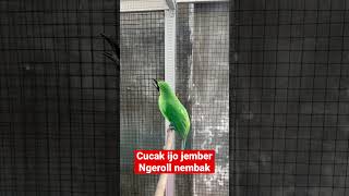 Download lagu Cucak ijo jember ngerol nembak #cucakijo mp3