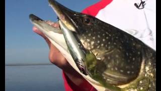 Воблер megabass giant dog x