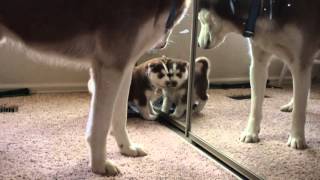 Husky Puppy and Mirror