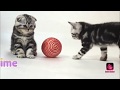 FurBabies Cat Edition Feat Bloodrain 64