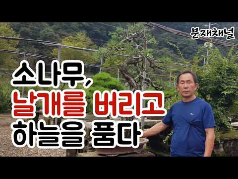 Bonsai Care Lesson 17: Pine Tree Replanting (September 24, 2019)