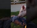Karis Pretending to faint in front of her show pigs! Morgan our Landrace for the win!! #pigs #farm