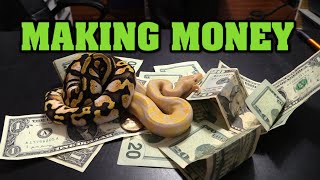Reptile business, all about the money.  How to handle your snakes MONEY!