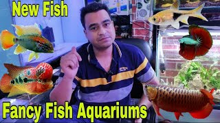 New Exotic Fishes At Fancy Fish Aquariums Delhi