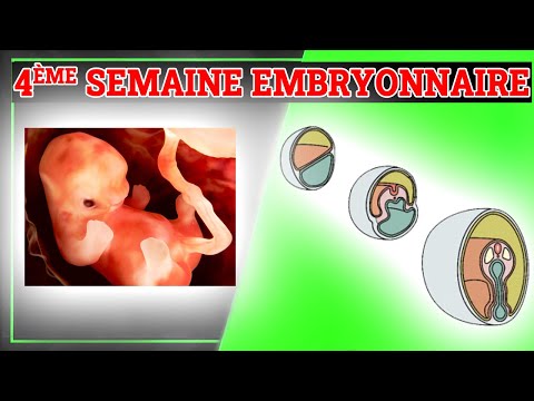 4ème Semaine du Développement Embryonnaire | Embryologie Humaine