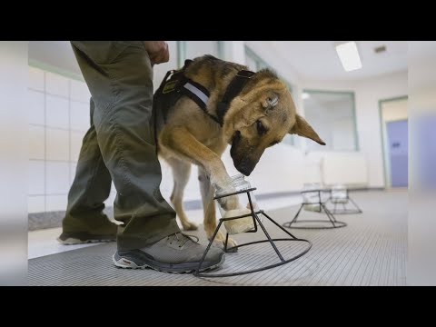 After being seriously hurt in Ukraine, 'Rambo' gets new start as police dog