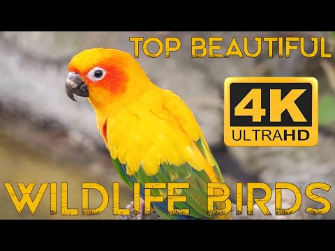 4K Color Amazing African Birds, African Wildlife Video and Beautiful Birds Sounds ,Wild life ma