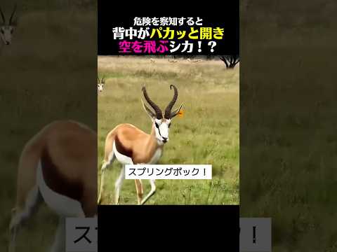 聞いただけじゃ信じられない動物堂々の1位