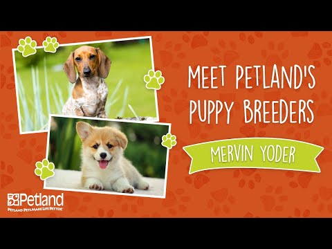 Petland Breeder Vlog Mervin Yoder – Long Version