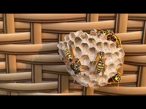 Found a Small Yellow Jackets Nest on the Storage Container in Hopewell, NJ