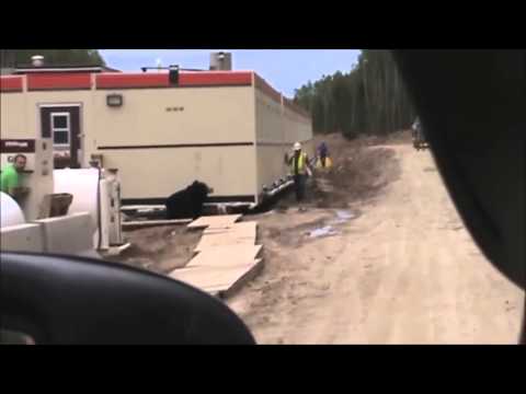 forstarbeiter bekommt schreck seines lebens