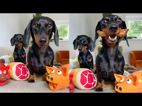 It's Loulou's birthday! 4 years old.