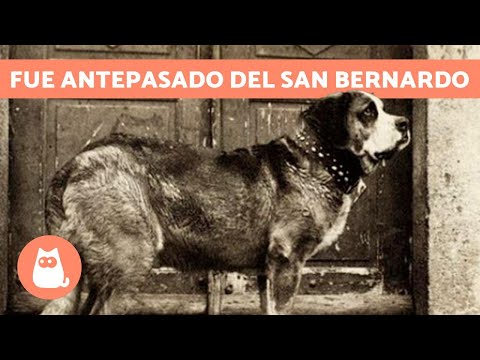 The HERO dog of the MOUNTAINS 🐶🏔️ (Barry)