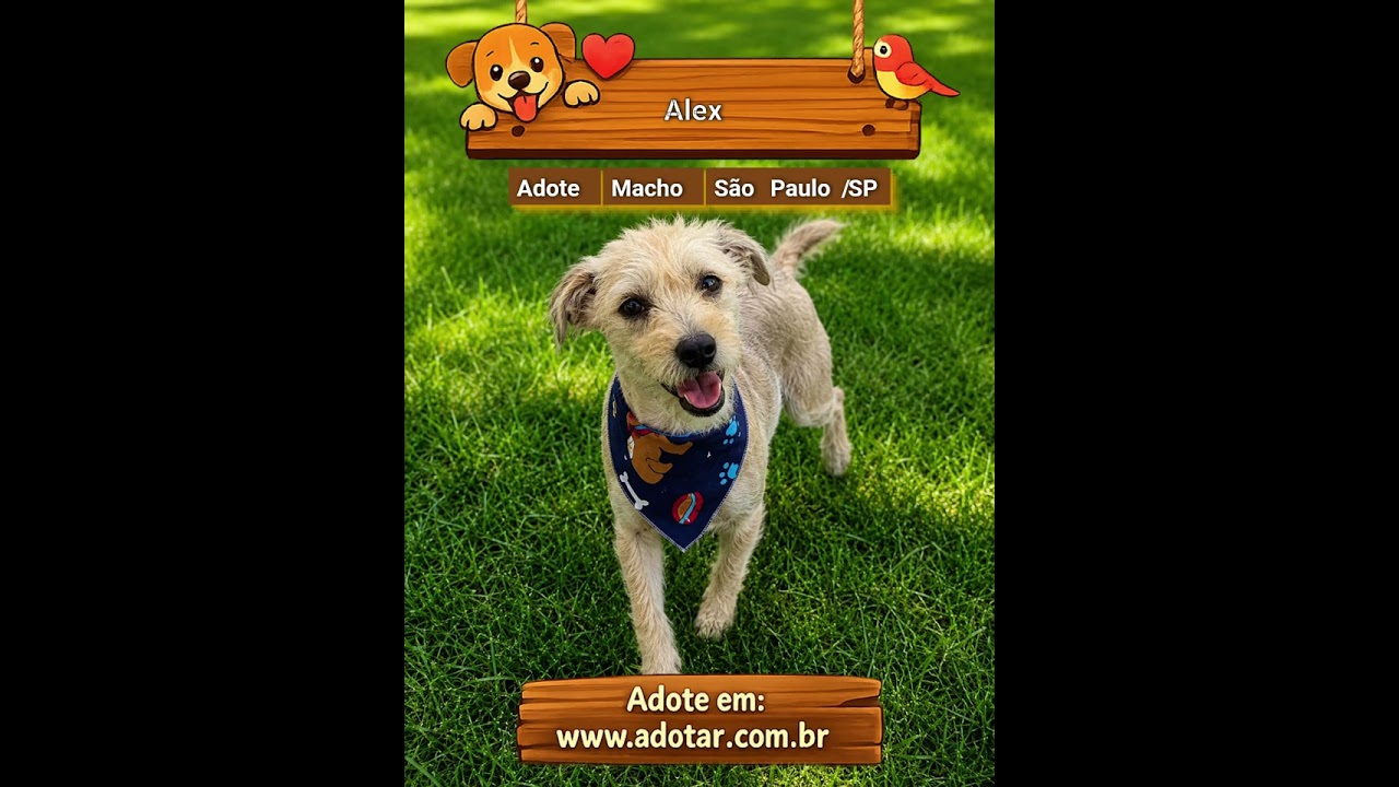 Cachorro raça SRD-ViraLata idade 7 a 11 meses nome Alex