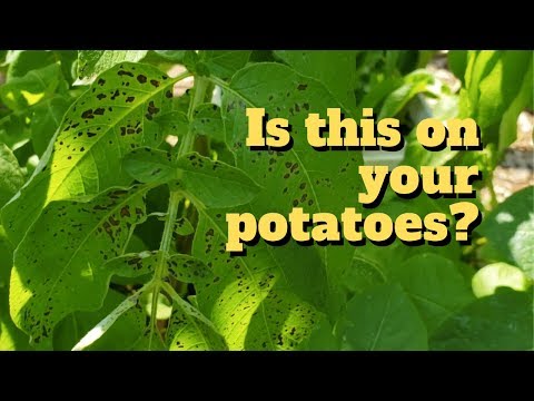 download lagu mp3 mp4 Black Spots On Potatoes, download lagu Black Spots On Potatoes gratis, unduh video klip Black Spots On Potatoes