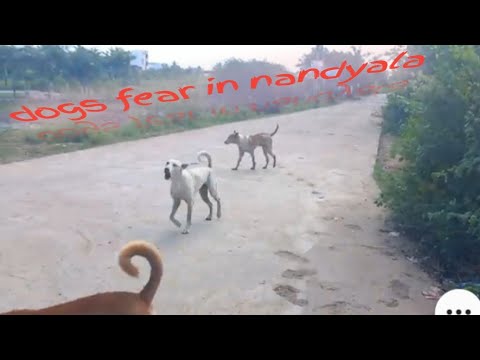 #dogs # fear #near #chaithanya#school#soujanya #haneefnagar