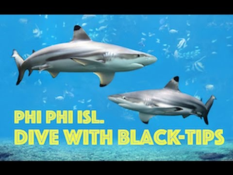 Black-Tip Reef Sharks HD Video, Scuba Diving Koh Phi Phi, Thailand by Freedom Divers, Phuket