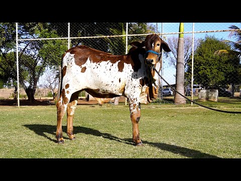 1 BEZERRO NELORE PO - ARTEMIS - CAMS 80