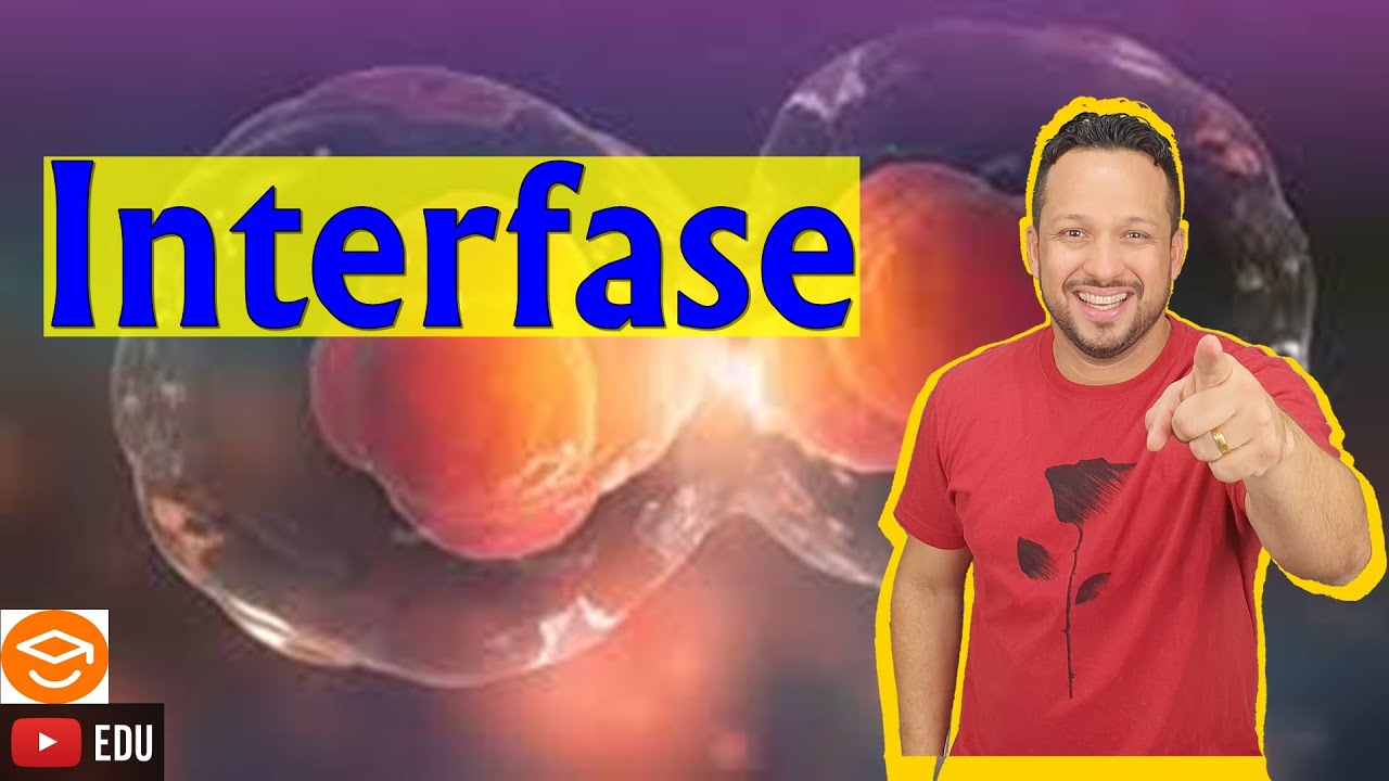 Interfase - Etapas G0, G1, S e G2 - Ciclo Celular - Citologia