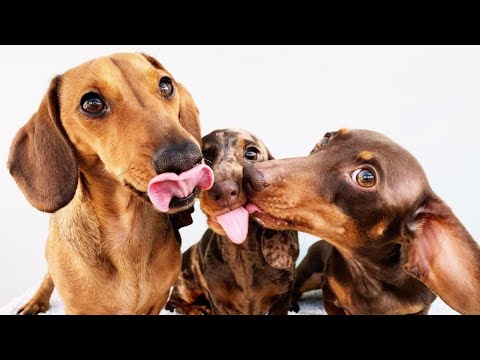 Happy Hours Funny Dogs Video Compilation, ultimate Dachshund Dogs Videos  Funny pet videos