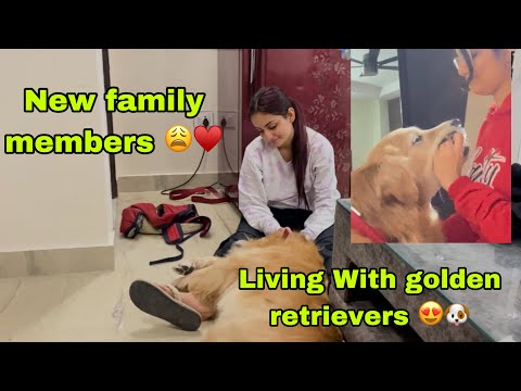 New family Member 🥹♥️ || Living with Golden Retriever 🐶 || Super Funny Vlog 😂 || Rashika Sachdeva