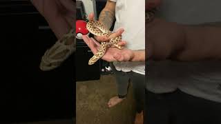 Western Hognose Snake Reptiles Videos