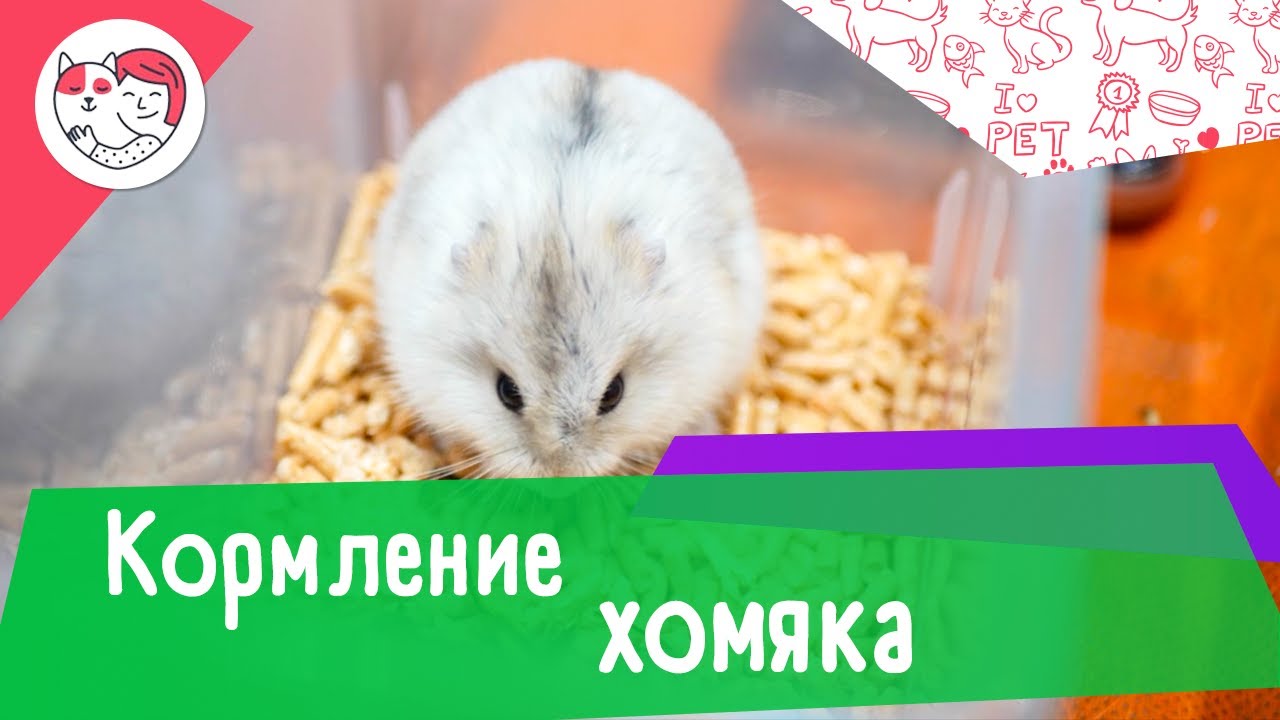 5 особенностей ухода за золотистым ретривером