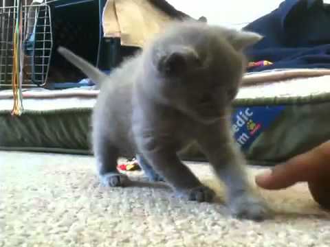 Out of control kitten