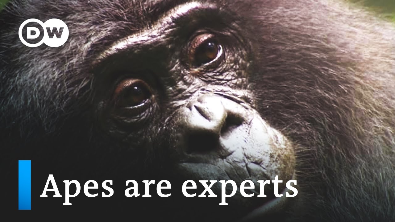 Medicine from the jungle – Rainforest pharmacy