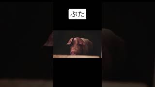 Download lagu [Japanese practice] animals hiragana katakana  #learnjapanese #japaneselanguage #shorts mp3