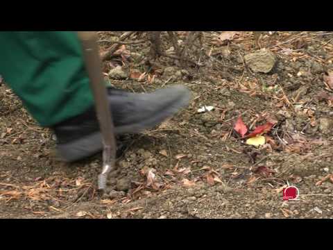 Evo kako pravilno posaditi voćke