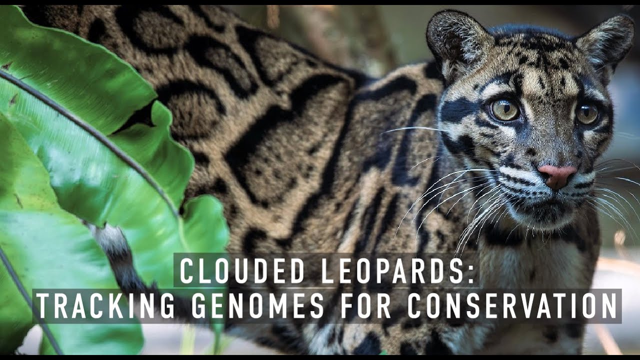 Clouded leopards: tracking genomes for conservation