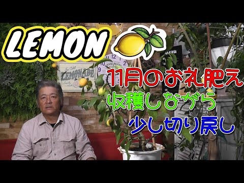  11月に植える果樹はどれですか?おいしい収穫のためのリストをご覧ください!  庭園