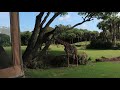 Kilimanjaro Safaris May 2021