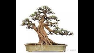 Download lagu HONG KONG BONSAI mp3