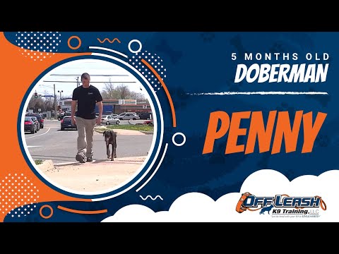 5-Month old Doberman "Penny:" Before and After Video! Doberman Dog Training Virginia