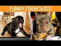 Funny French Bulldog TikTok Compilation