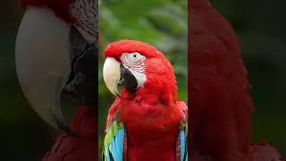 Download lagu Rahman Ya Rahman | Mishari Rashid | Listen Nasheed mp3