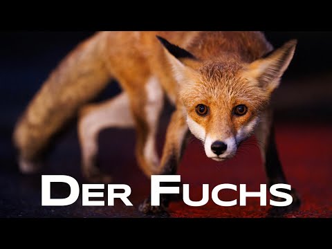 The Fox - What you need to know about red foxes - Nature - Knowledge - Profile