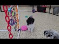 Miniature Poodle dogs for sale: Comet - Video 1
