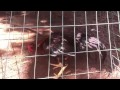 Qaib Thai Black Whitetail