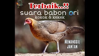 Download lagu Ampuh !! Suara Ayam Hutan Betina Original Memanggil Jantan !! gà rừng cái || ไก่ป่าตัวเมีย || mp3