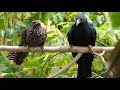 Asian Koel | Cuckoo bird | Koyal Bird (कोयल) | කොහා - Male & Female (母鳥與公鳥)