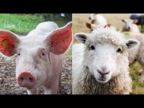 Farm animals for kids 🐷🐴🦆
