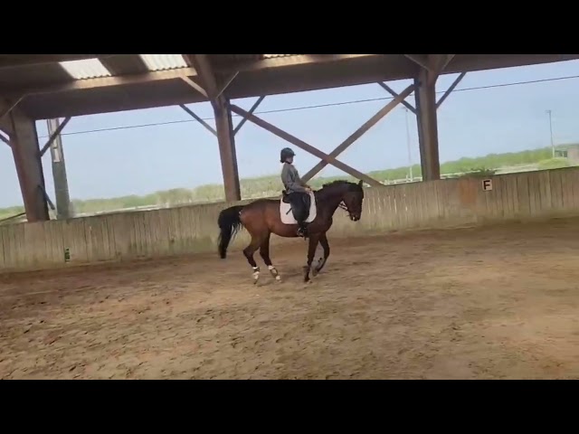 Cheval 12 ans &agrave; vendre